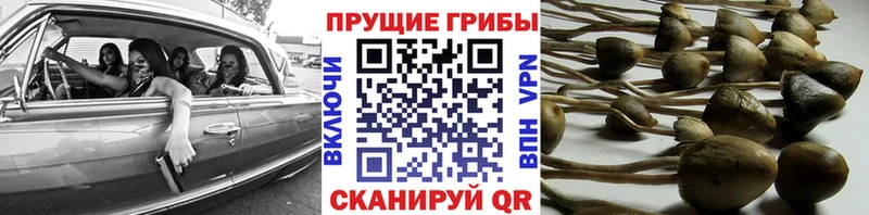 Псилоцибиновые грибы Psilocybe  Меленки 